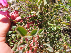 Indigofera langebergensis
