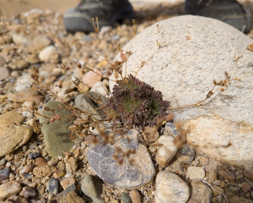 Chamaerhodos sabulosa