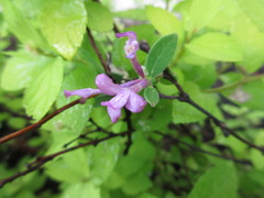 Daphne genkwa