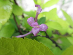 Daphne genkwa