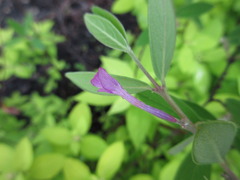 Daphne genkwa