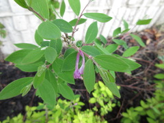 Daphne genkwa