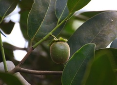 Diospyros paniculata