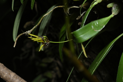 Bulbophyllum retusiusculum, photograph 1