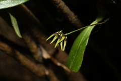 Bulbophyllum retusiusculum