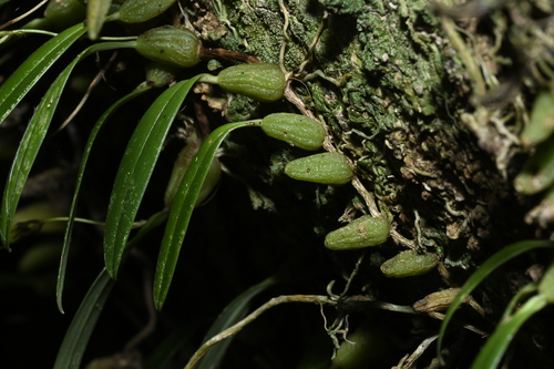 Bulbophyllum retusiusculum, photograph 2