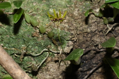 Bulbophyllum retusiusculum, photograph (c) 曾昱承 Yu-Cheng Zeng, some rights reserved (CC BY)