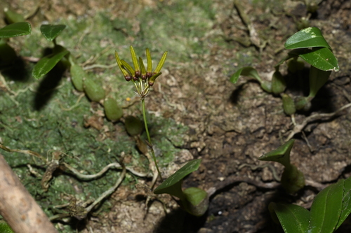 Bulbophyllum retusiusculum, photograph 4