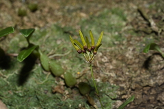 Bulbophyllum retusiusculum, photograph (c) 曾昱承 Yu-Cheng Zeng, some rights reserved (CC BY)