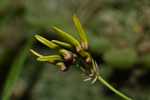 Bulbophyllum retusiusculum, photograph 6