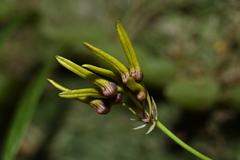 Bulbophyllum retusiusculum, photograph (c) 曾昱承 Yu-Cheng Zeng, some rights reserved (CC BY)