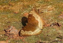 Euthalia monina kesava