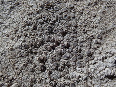 Lecanora rupicola