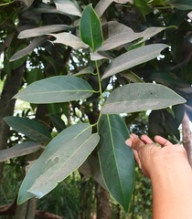 Diospyros paniculata
