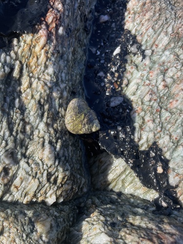 Phorcus articulatus
