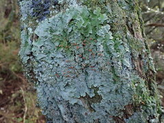 Lobaria adscripta