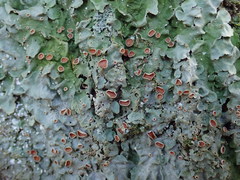 Lobaria adscripta