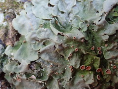 Lobaria adscripta