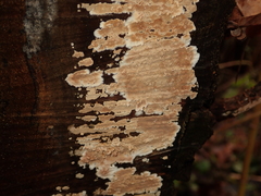 Cylindrobasidium laeve