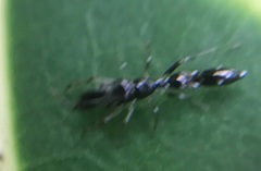 Myrmarachne nigella