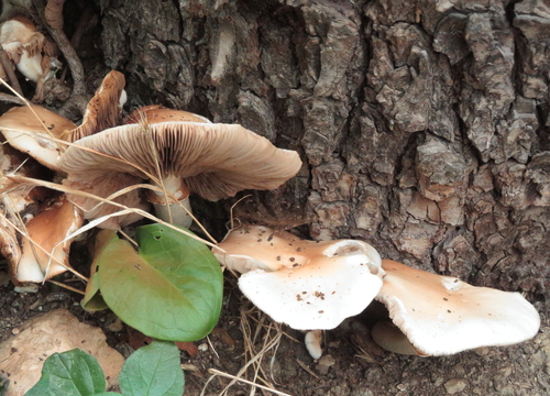 Cyclocybe cylindracea — (c) Gianni Del Bufalo bygdb, some rights reserved (CC BY)