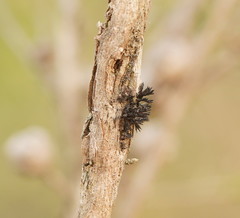 Septobasidium clelandii