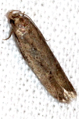 Gelechia basipunctella