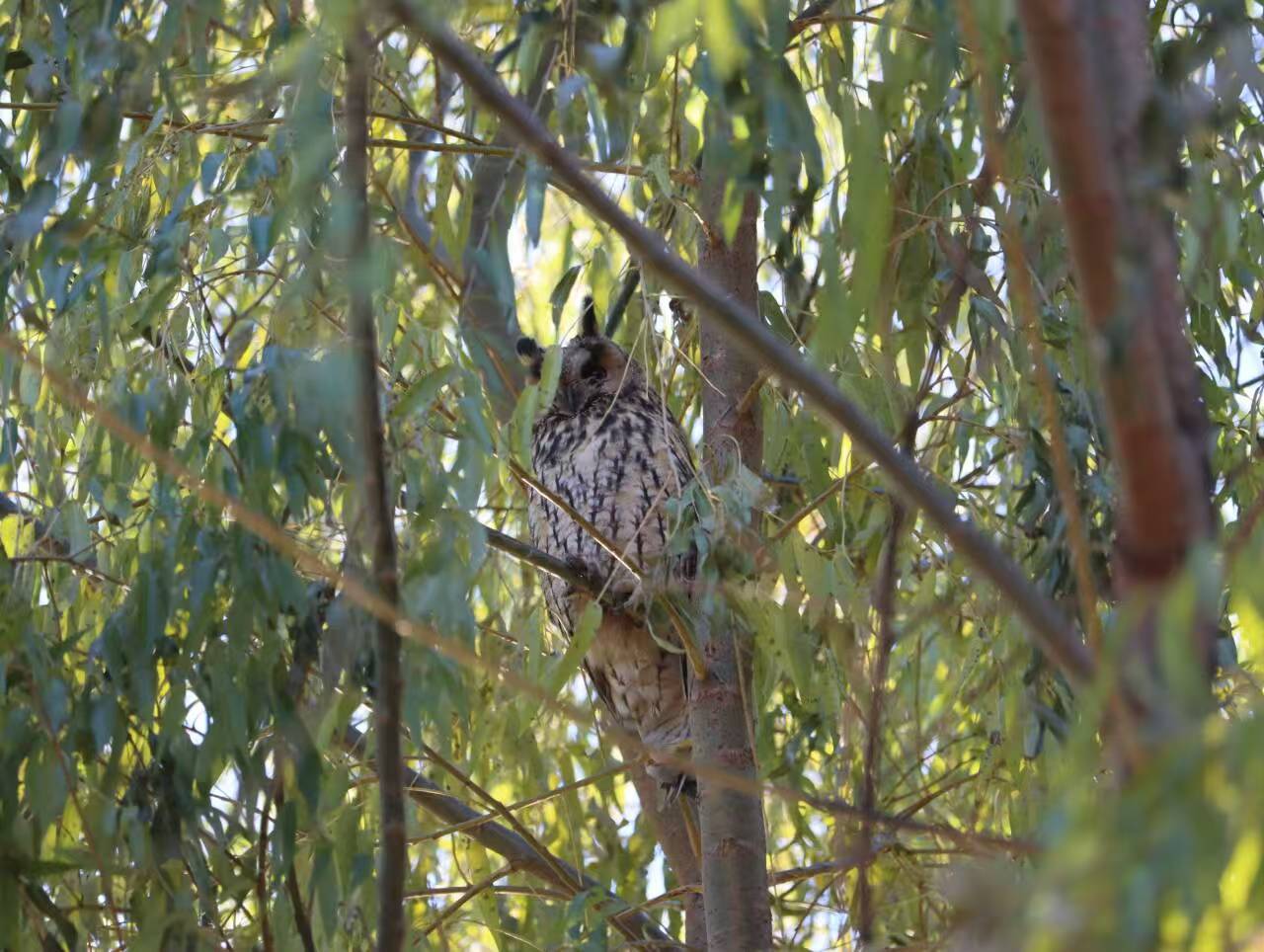 Long-eared Owl