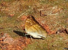 Euthalia monina kesava