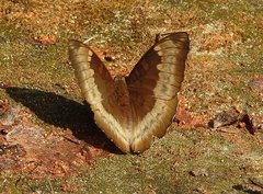 Euthalia monina kesava