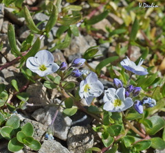 Veronica telephiifolia glareosa