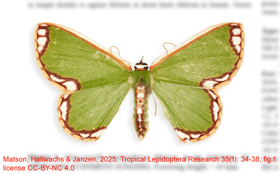 Chavarriella lindapitkinae