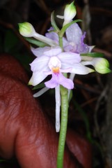 Calanthe