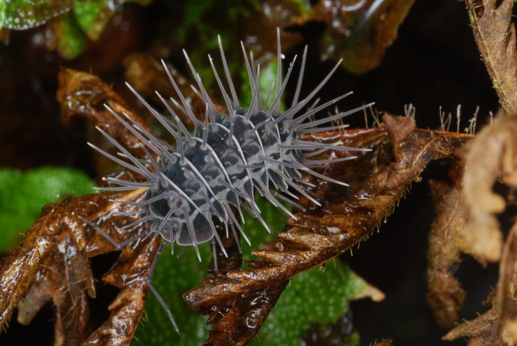 Calmanesia from Moramanga, Madagascar on April 13, 2010 at 09:48 AM by ...