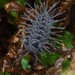 Calmanesia methueni - Photo 由 Ehoarn Bidault 所上傳的 (c) Ehoarn Bidault，保留部份權利CC BY-NC