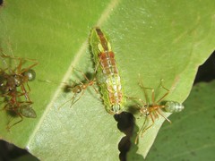 Arhopala micale amytis