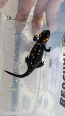 Salamandra corsica