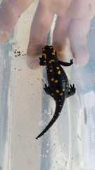 Salamandra corsica