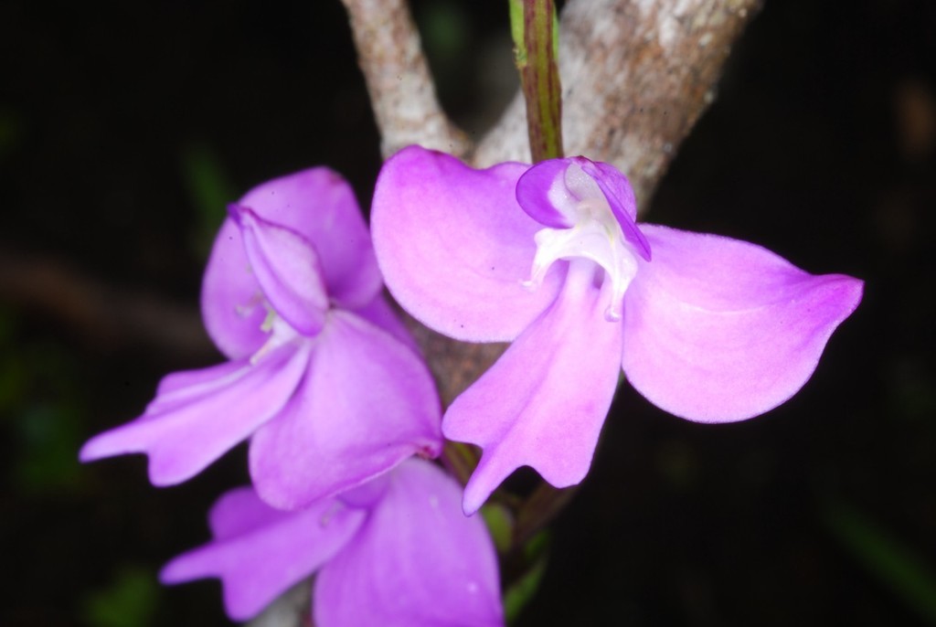 Cynorkis purpurea