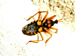 Reduviinae