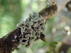 Menegazzia neozelandica