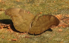Dophla evelina derma