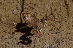 Skipper Frog photo 2