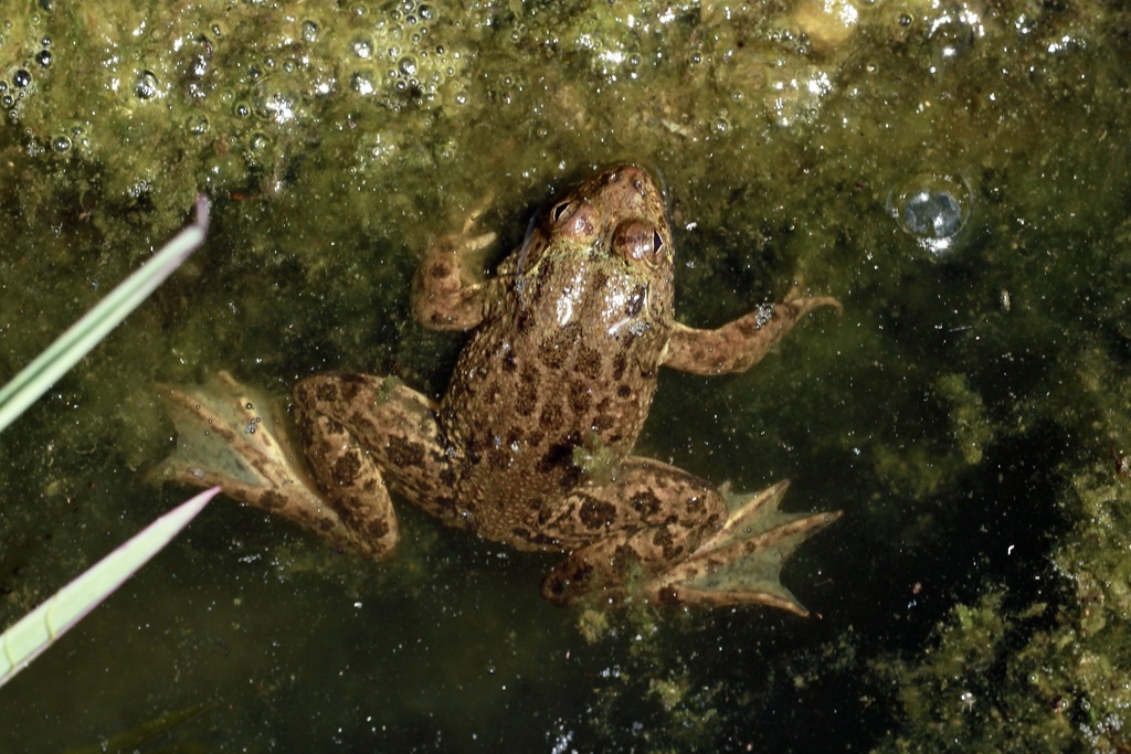 Common skittering frog (Euphlyctis cyanophlyctis)