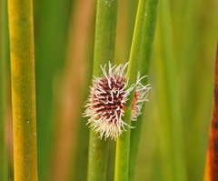 Chorizandra sphaerocephala