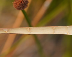 Chorizandra sphaerocephala