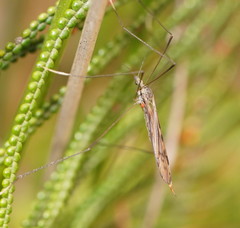 Paralimnophila