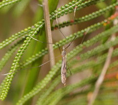 Paralimnophila