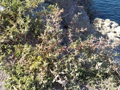 Petrosimonia brachiata