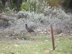 Pternistis afer castaneiventer